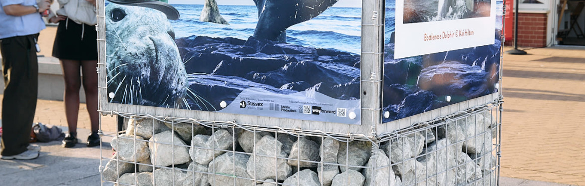 Photos of marine life in Sussex at an outdoor exhibition
