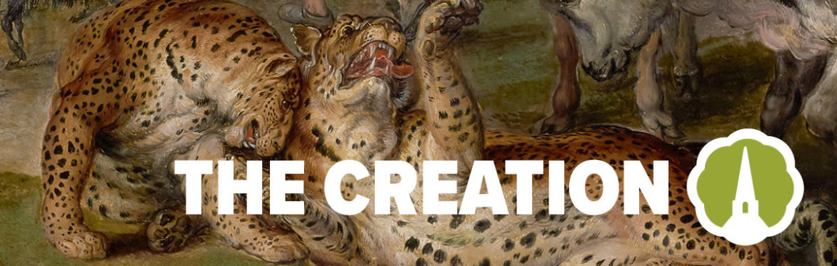Haydn The Creation
