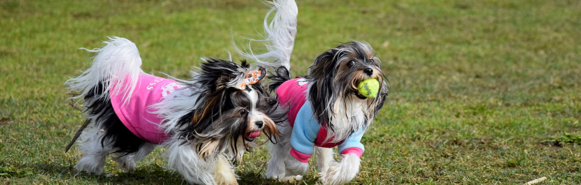 Central Bark Social