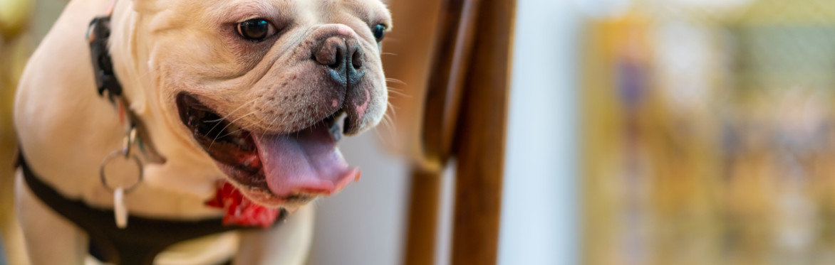 Central Bark Social