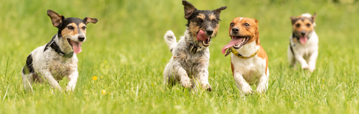Central Bark Social