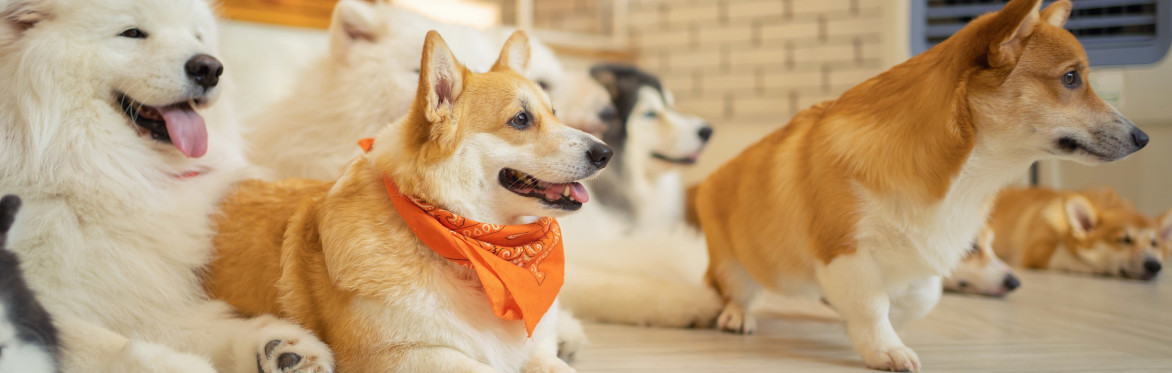 Central Bark Social