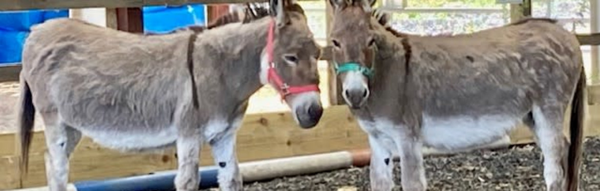 Donkey taster session