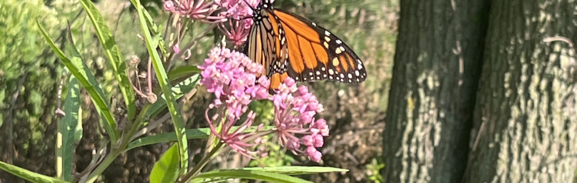The Earth WELLNESS Environmental Education Program