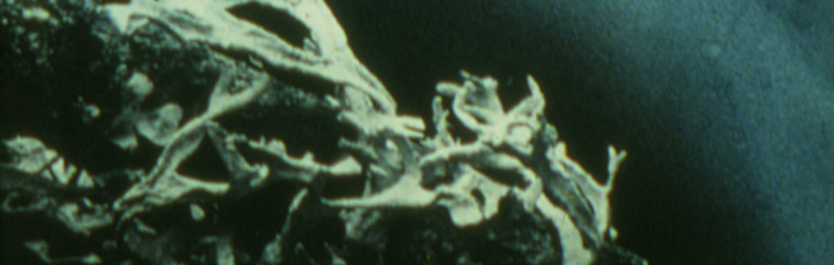 Flowers, as seen in Robert Todd's film "Spring Songs"