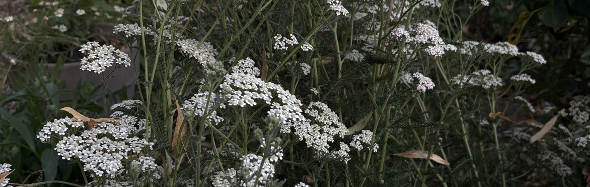 white yarrow flowers on green stalks