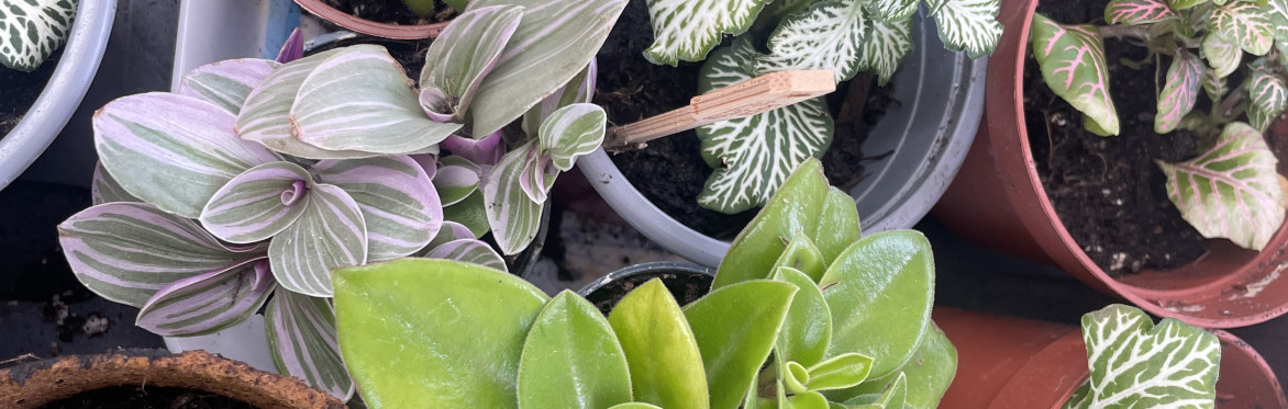 Terrarium Making