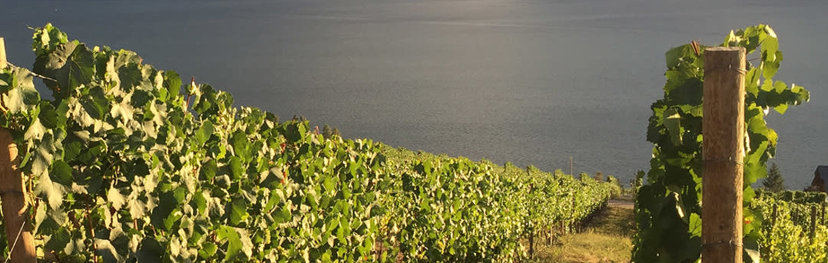 Music & Wine in the Vines