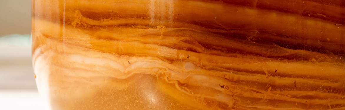 Fermentation Celebration
