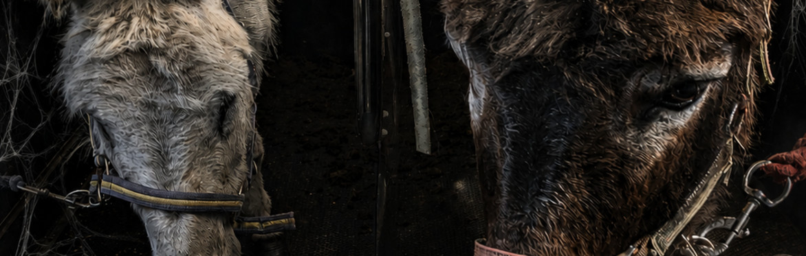Wild Encounters Scotland - Halloween Farm Experience