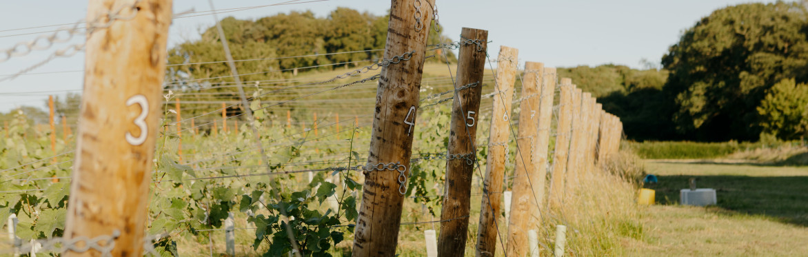 Thornfalcon Tour & Tasting