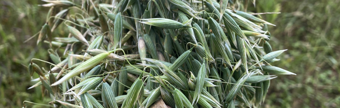 Cotswold foraging walks at Bruern Farms, near Chipping Norton