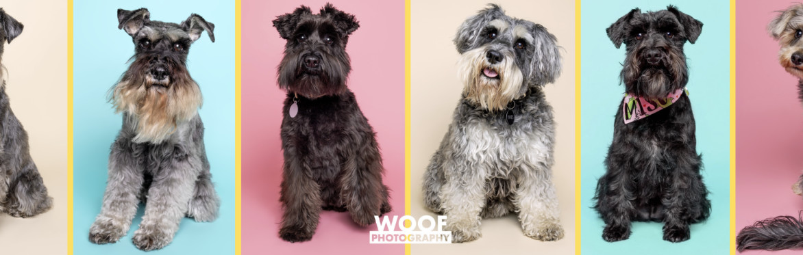 The Ultimate Schnauzer Sunday at Love My Human