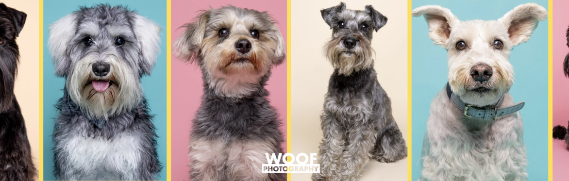 The Ultimate Schnauzer Sunday at Love My Human