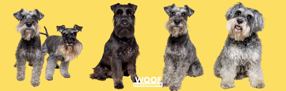 The Ultimate Schnauzer Sunday at Love My Human