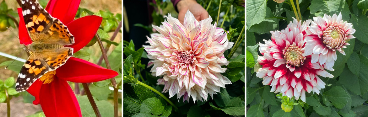 Pick Your Own Dahlias 🌸Dahlia Patch at Heaton House Farm