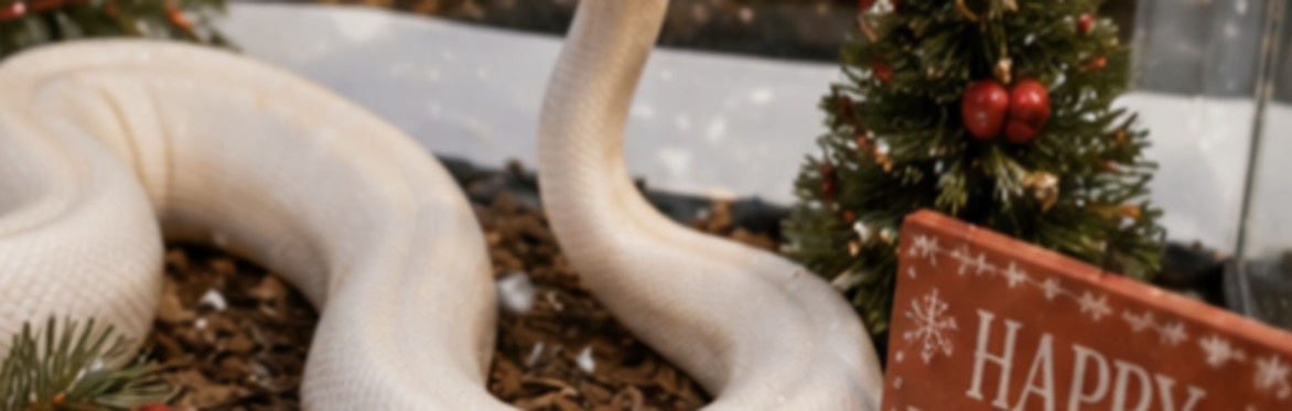 Wild Encounters Scotland - Christmas