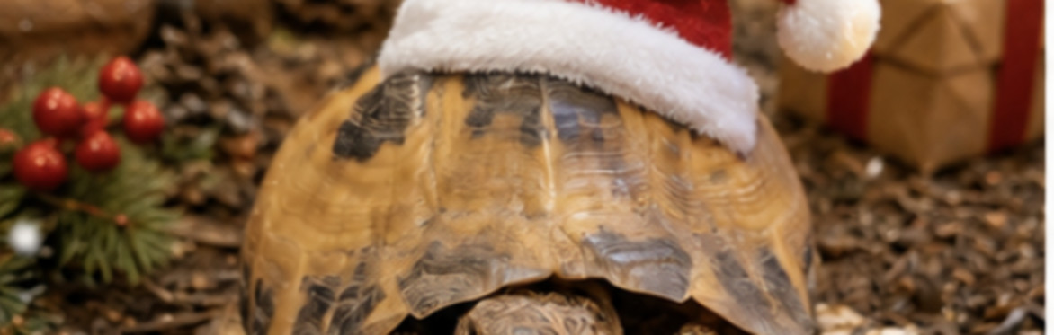 Wild Encounters Scotland - Christmas
