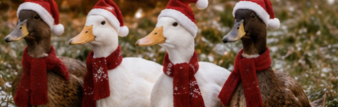 Wild Encounters Scotland - Christmas