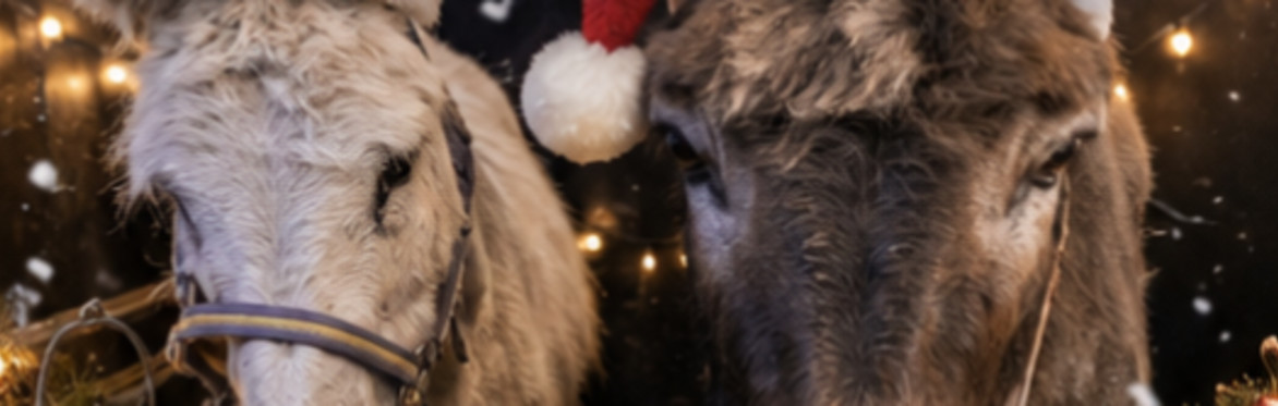 Wild Encounters Scotland - Christmas