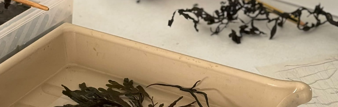 Image of seaweed drawings