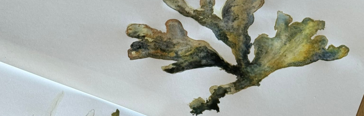 Image of seaweed drawings