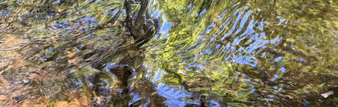 LOOKING OUTSIDE: A One-Hour Slow Looking Retreat
