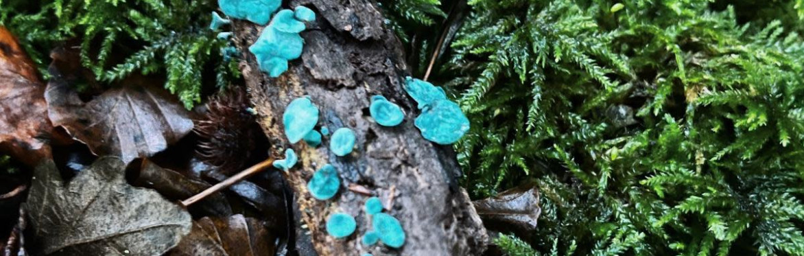 Woodwise: the autumn fungi edition