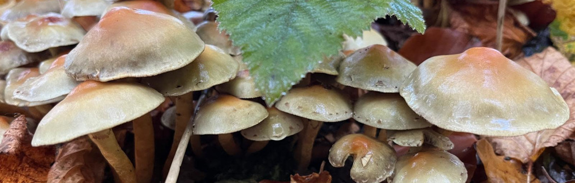 Woodwise: the autumn fungi edition