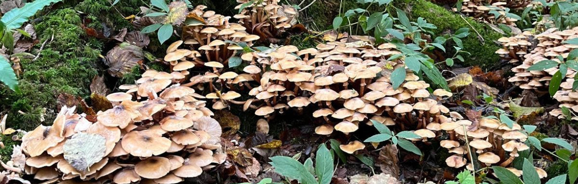 Woodwise: the autumn fungi edition