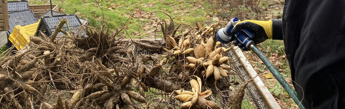 Dahlia Tuber Dividing Workshop