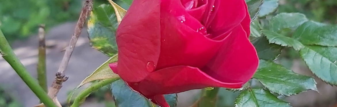 Bee on a pink flower