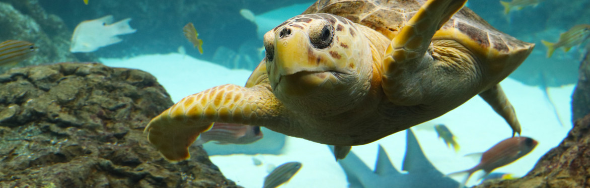 The Florida Aquarium - Wild Dolphin Cruise - Round Trip Transportation