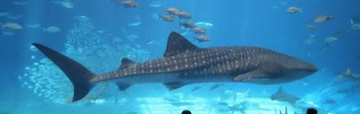 The Florida Aquarium - Wild Dolphin Cruise - Round Trip Transportation