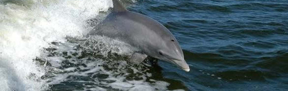 The Florida Aquarium - Wild Dolphin Cruise - Round Trip Transportation