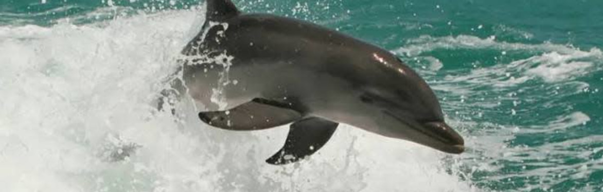 The Florida Aquarium - Wild Dolphin Cruise - Round Trip Transportation