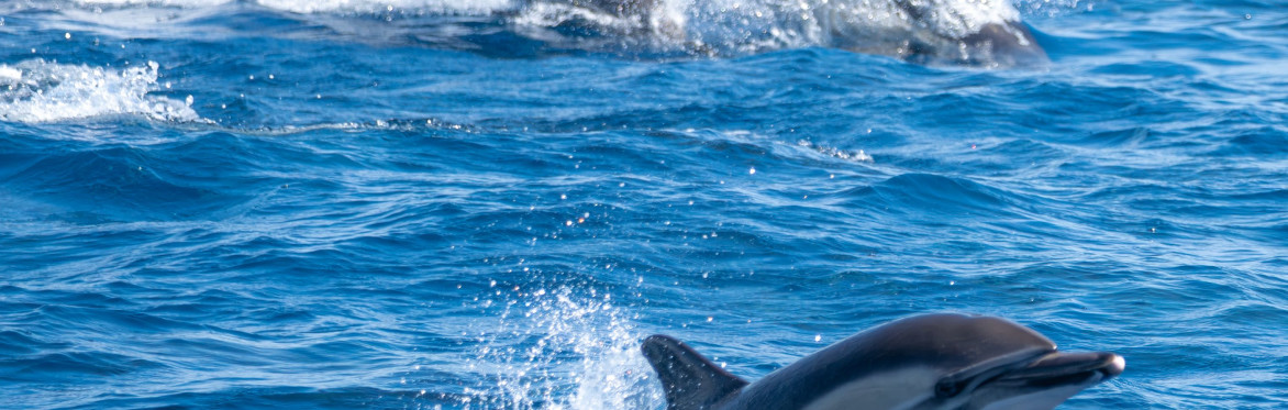 The Florida Aquarium - Wild Dolphin Cruise - Round Trip Transportation