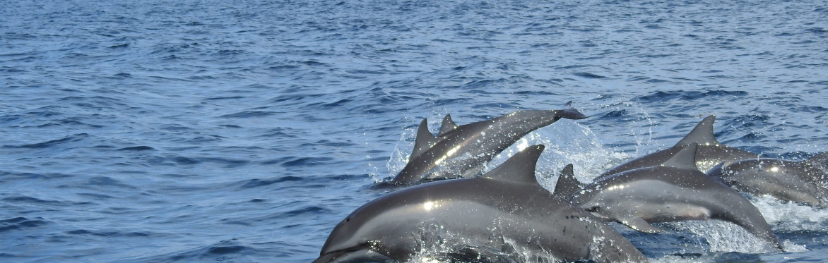 The Florida Aquarium - Wild Dolphin Cruise - Round Trip Transportation