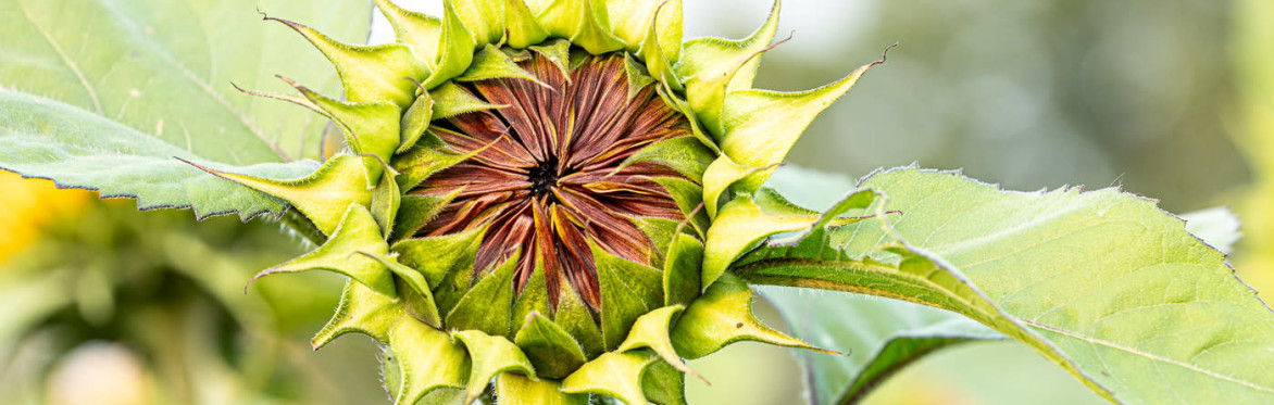 Sunflower Splendour Photography Workshop