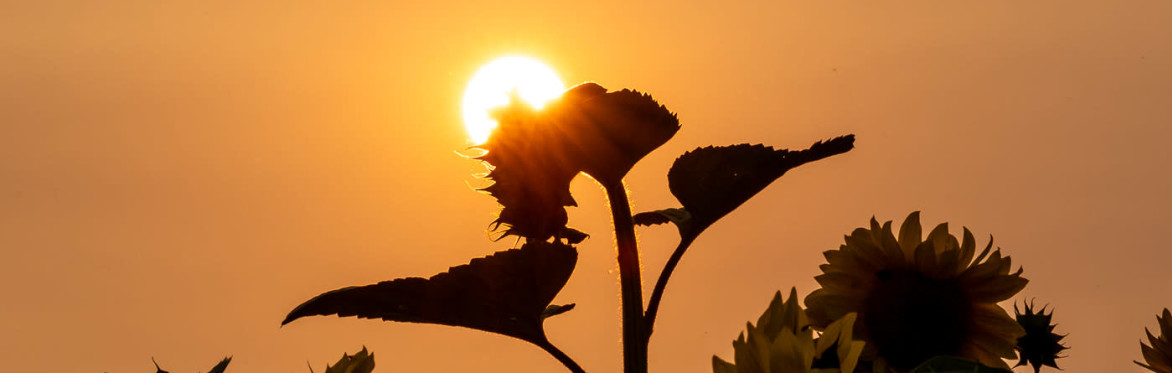 Sunflower Splendour Photography Workshop