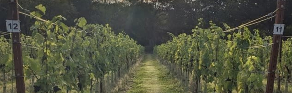 Autumn Wine Trail Walk
