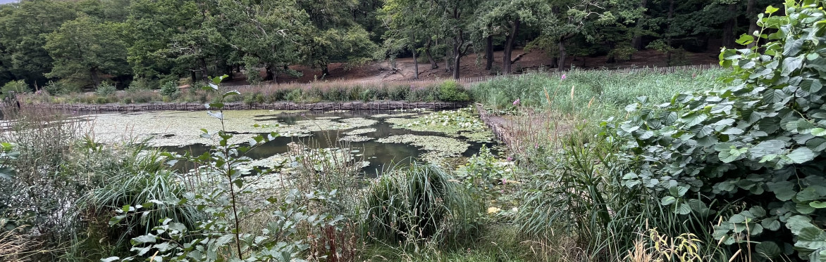 Elevate Netwalking Wimbledon Common Friday 18th September