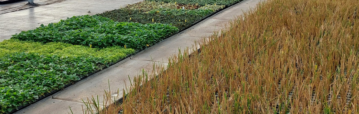 New Customer Introduction and Nursery Tour