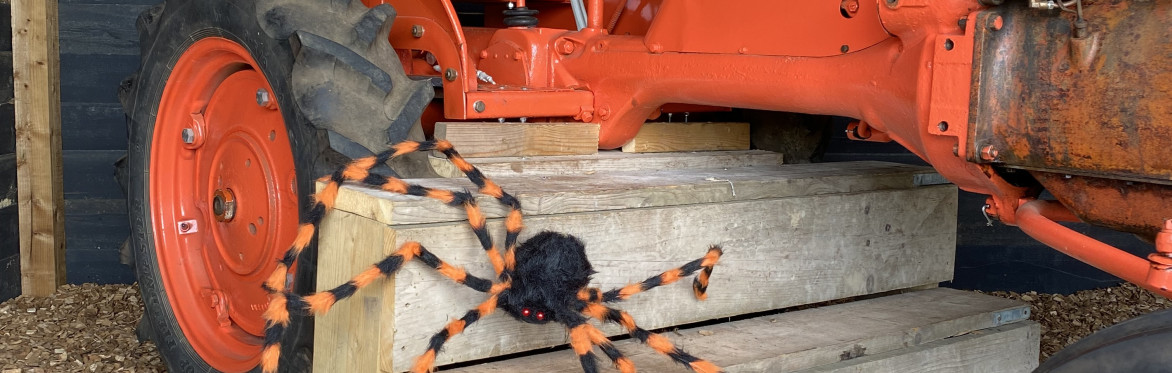 Halloween Activity - Billingford Nature Walks