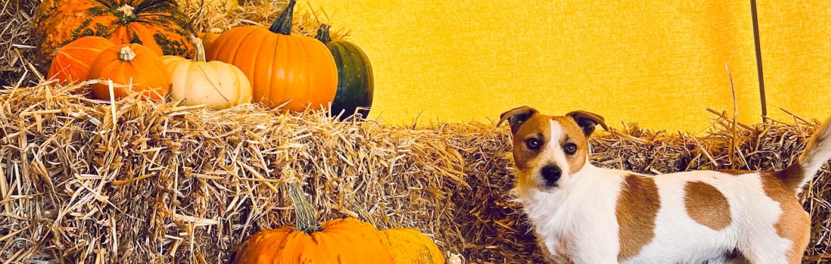 Halloween Activity - Billingford Nature Walks