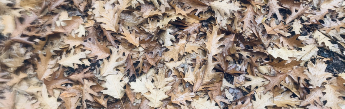 Turning Inward - Breathe, Rest & Connect - Online Breathwork  - Tuesday 10 November