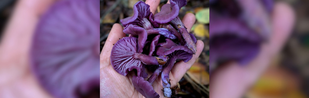 Mushroom Foraging Walk