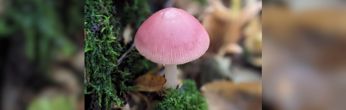 Mushroom Foraging Walk