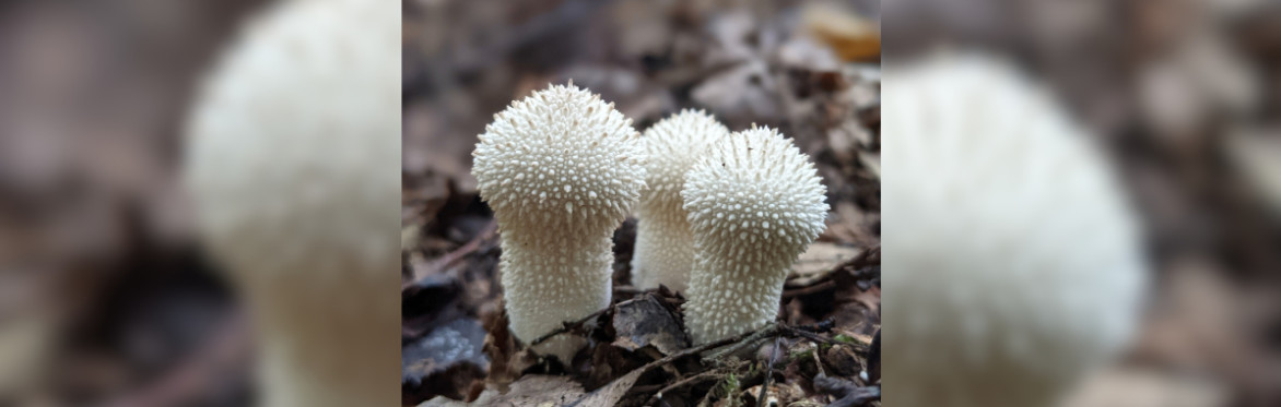 Mushroom Foraging Walk