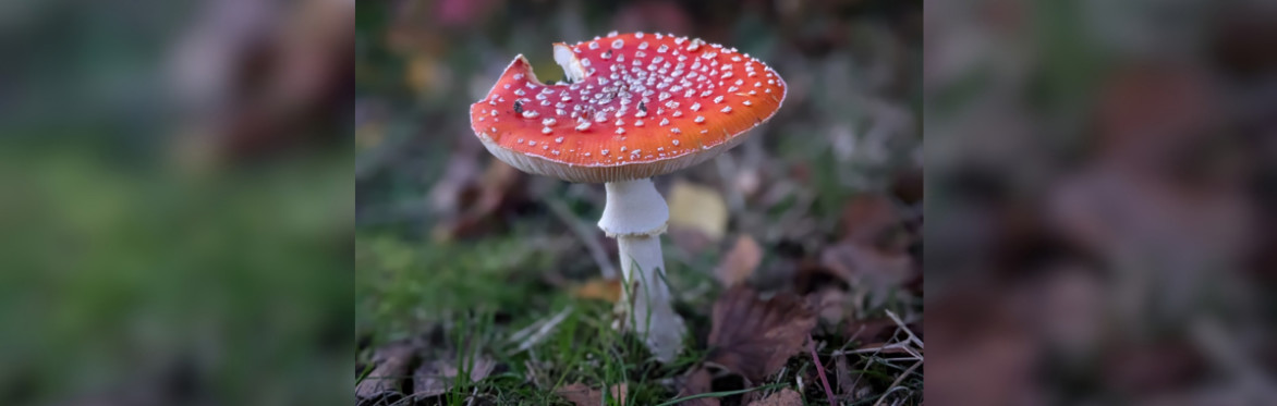 Mushroom Foraging Walk